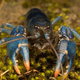 Imagen para el artículo titulado Tras 45 años de búsqueda encuentran un cangrejo azul en Ohio